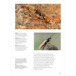 Wasps of the World: A Guide to Every Family