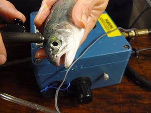 The Air Driven Elastomer Injection System is being used to inject yellow Visible Implant Elastomer Tags in the clear tissue behind the eye of Rainbow Trout.