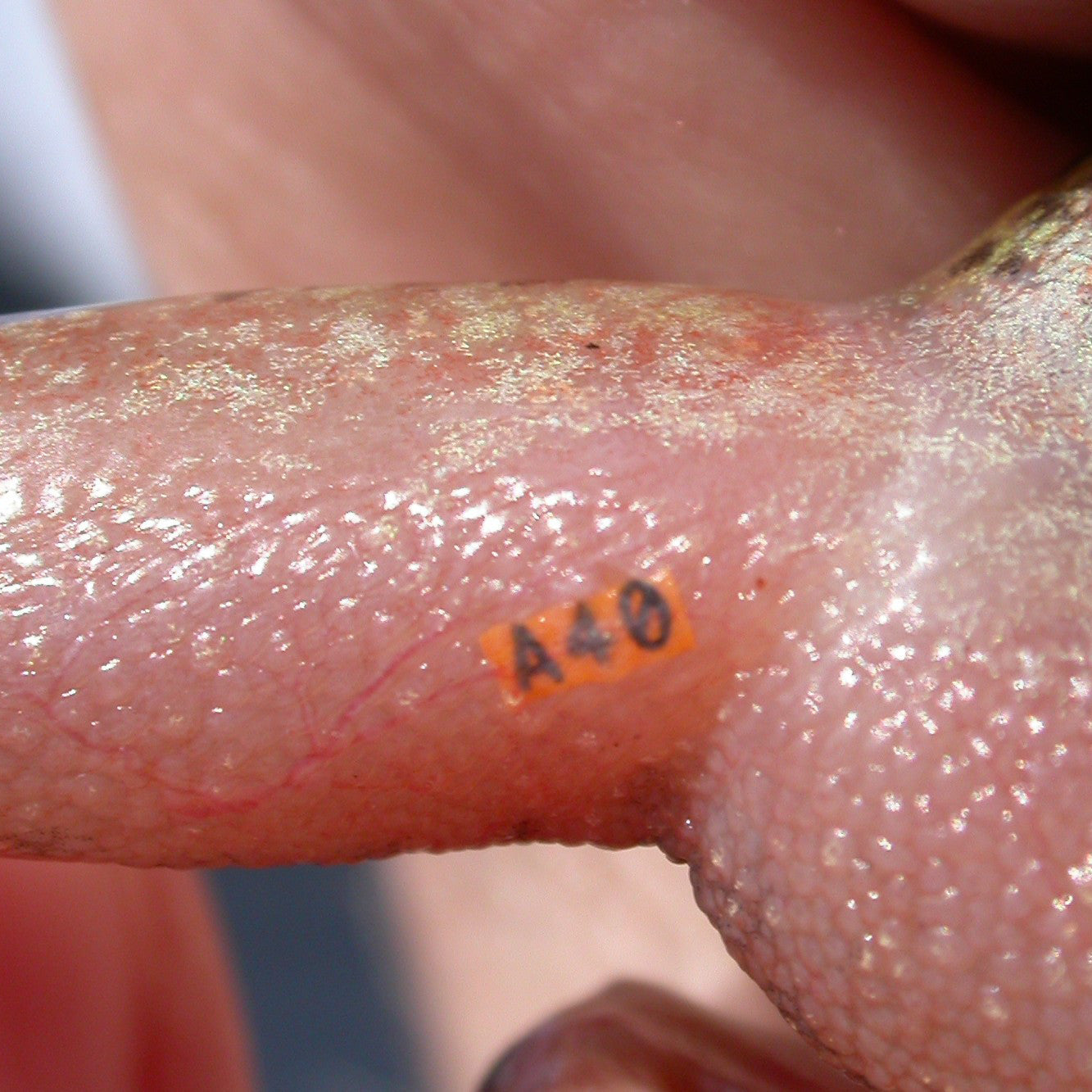 VI Alpha Tags can be injected under clear and lightly pigmented tissue, as in this frog leg.
