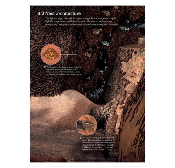 The Ant Collective: Inside the World of an Ant Colony ²⁶ - BIOWEB USA