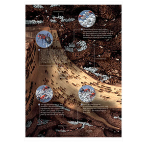 The Ant Collective: Inside the World of an Ant Colony