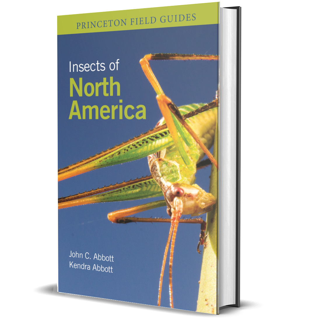 America Insect Insects of North America - BIOWEB Global