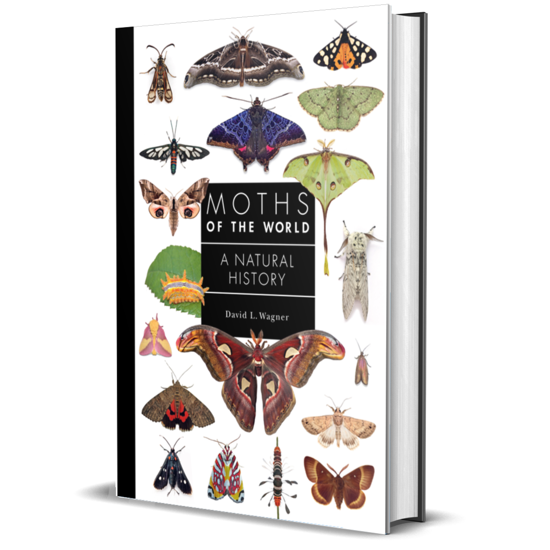 Moths of the World: A Natural History
