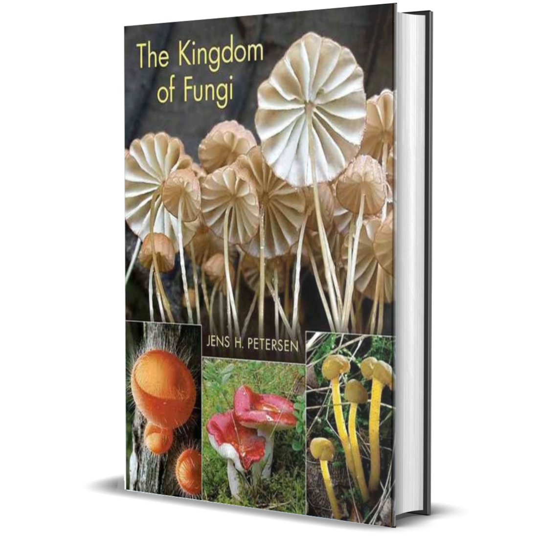 The Kingdom of Fungi