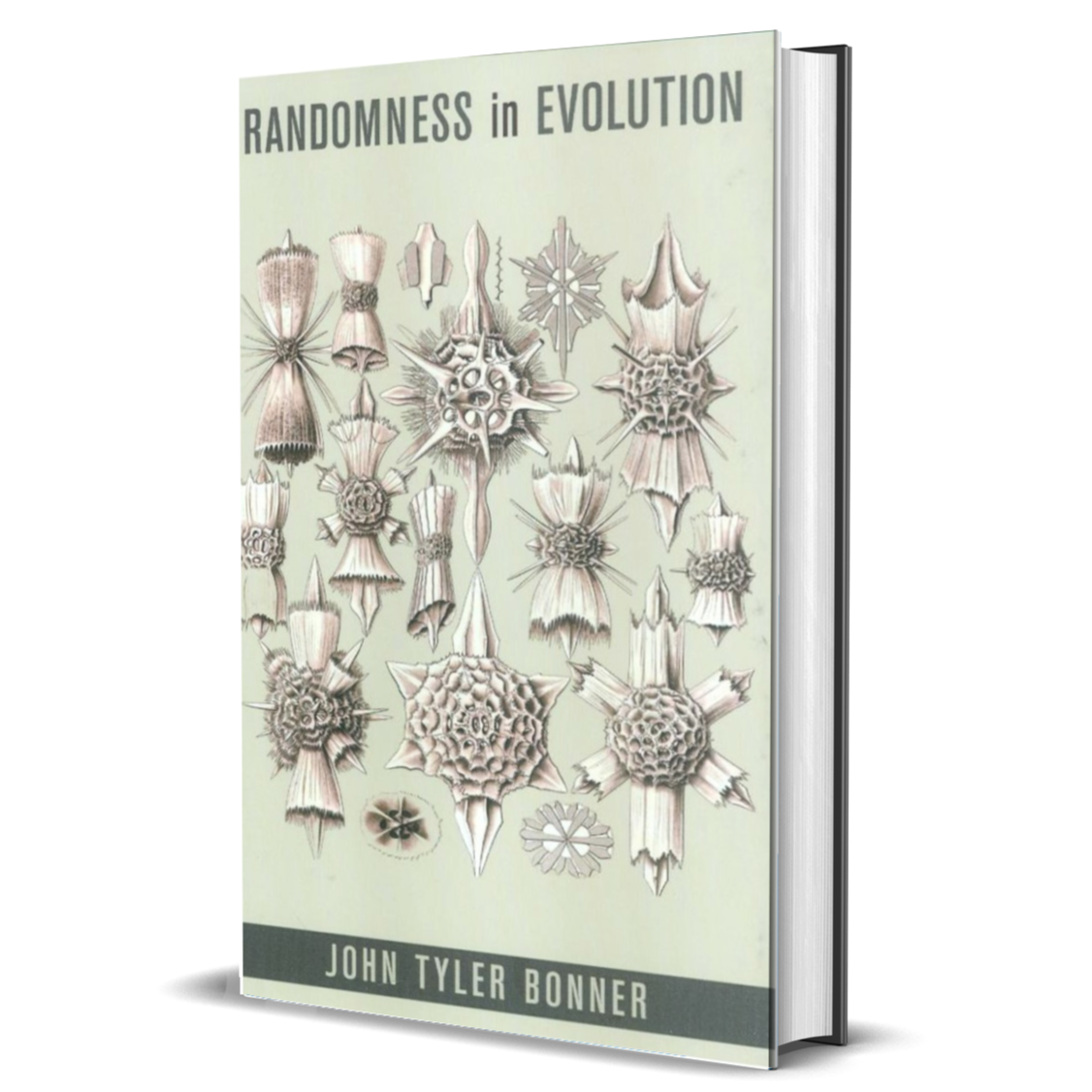 Randomness in Evolution
