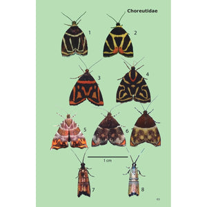 Moths of Colombia: Field Guide