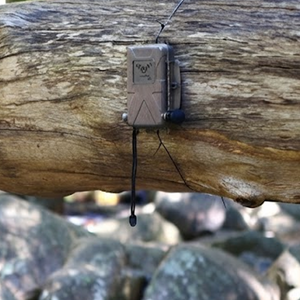 Chorus Dual-Channel Bioacoustic Recorder with GPS