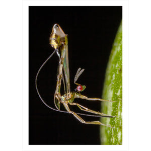 Wasps of the World: A Guide to Every Family