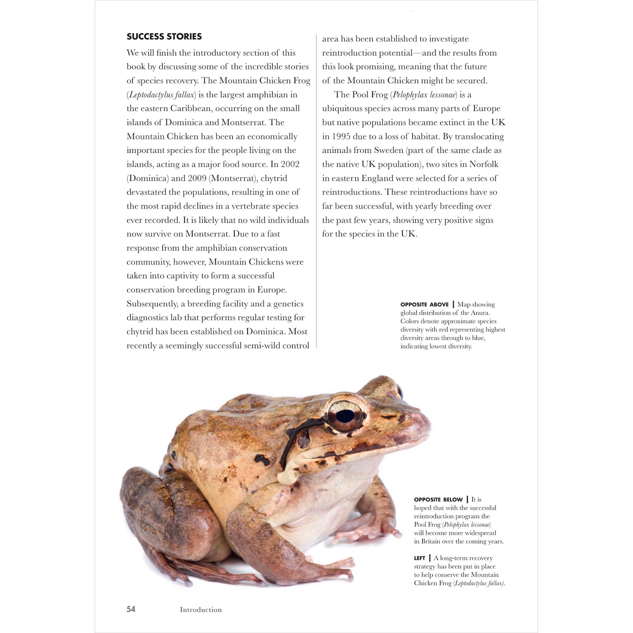 Bioweb Jensen Frogs of the World A Guide to Every Family - BIOWEB Global