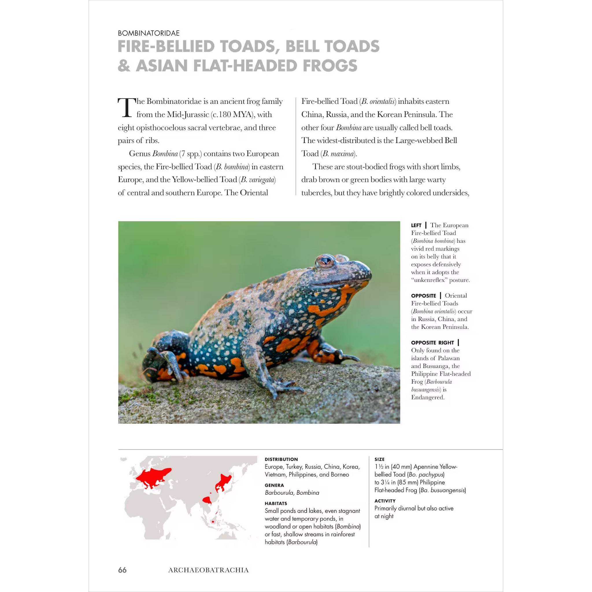 Biomweb Frogs of the World: A Guide to Every Family - BIOWEB USA