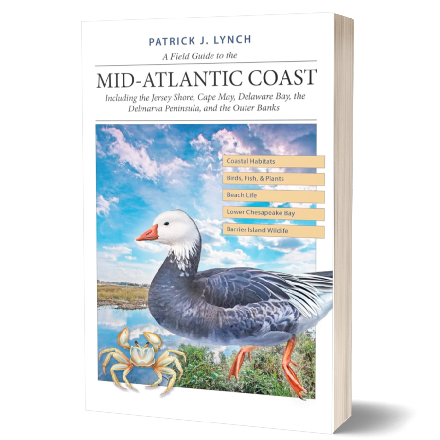 A Field Guide to the Mid-Atlantic Coast: Including the Jersey Shore, Cape May, Delaware Bay, the Delmarva Peninsula, and the Outer Banks