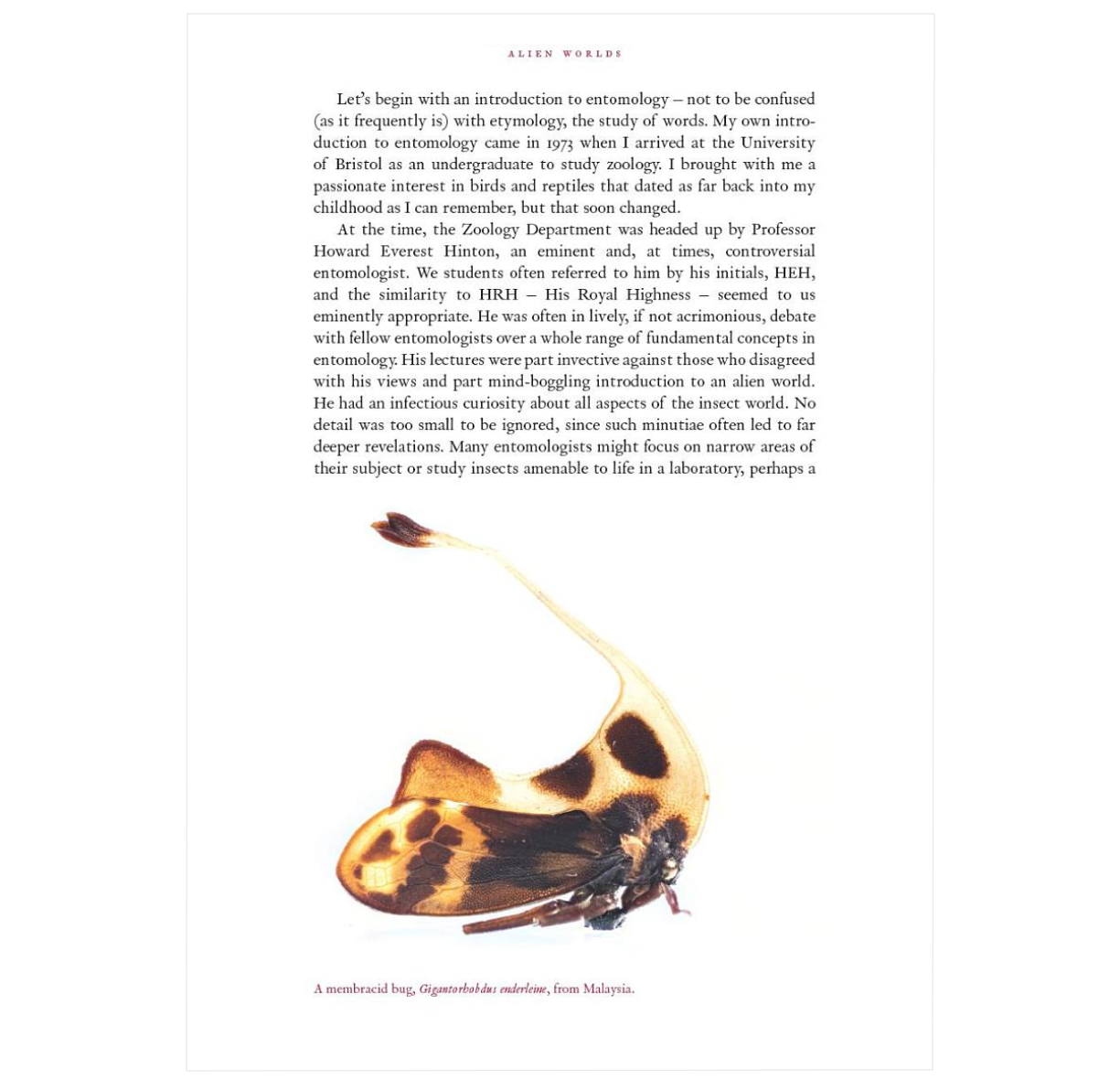 Alien Worlds: How Insects Conquered the Earth, and Why Their Fate Will ...