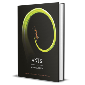 Ants: A Visual Guide