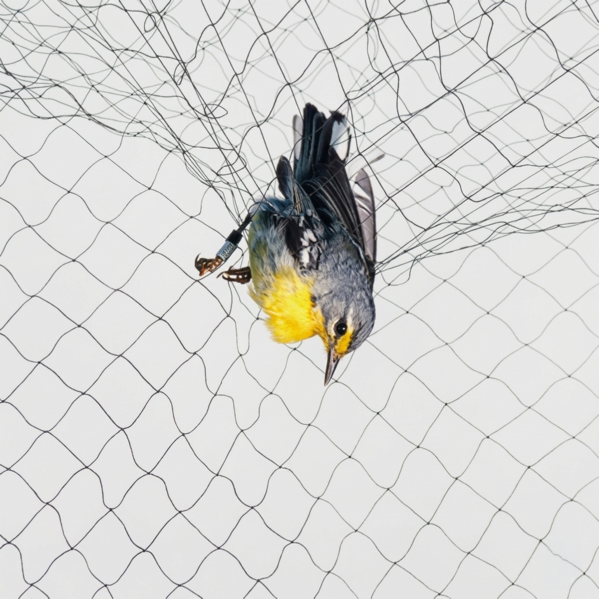 B•Tools Mist Net Mesh 30, 75D/2P, 12 x 2.5 m