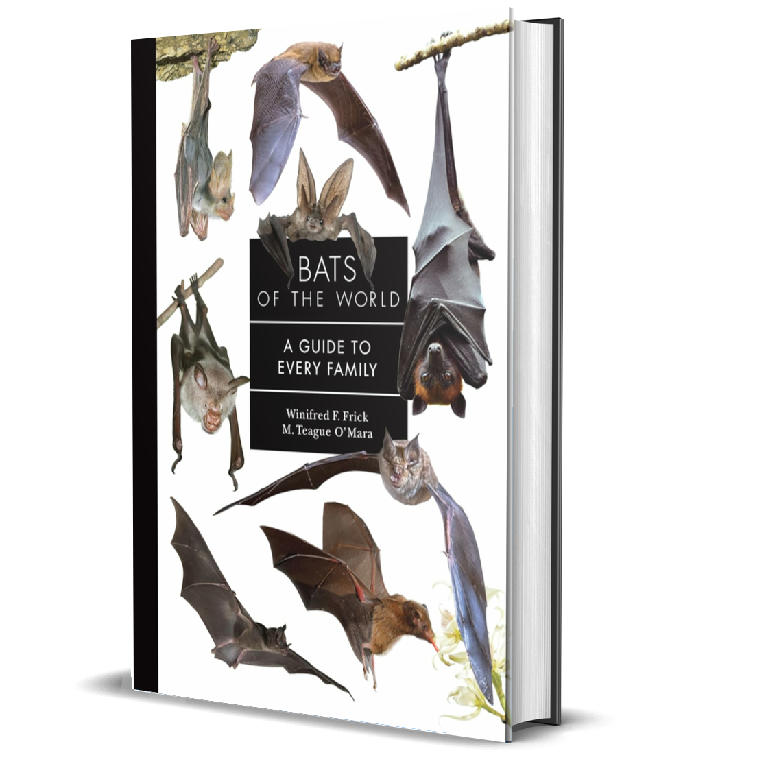 Bats of the World: A Guide to Every Family ²⁶ - BIOWEB USA