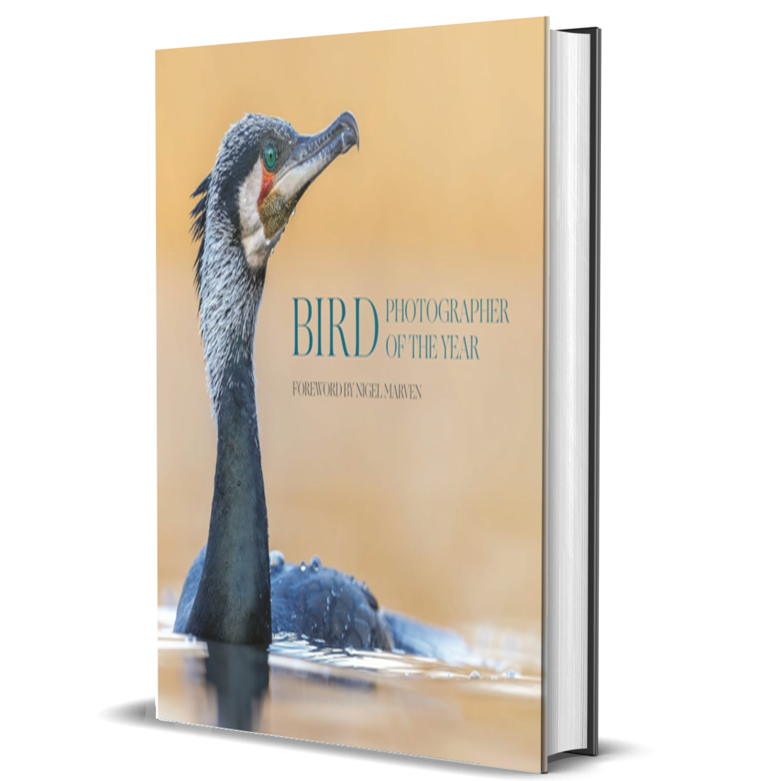 Bird Photographer of the Year: Collection 10 