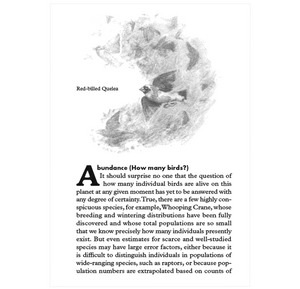 Birdpedia: A Brief Compendium of Avian Lore