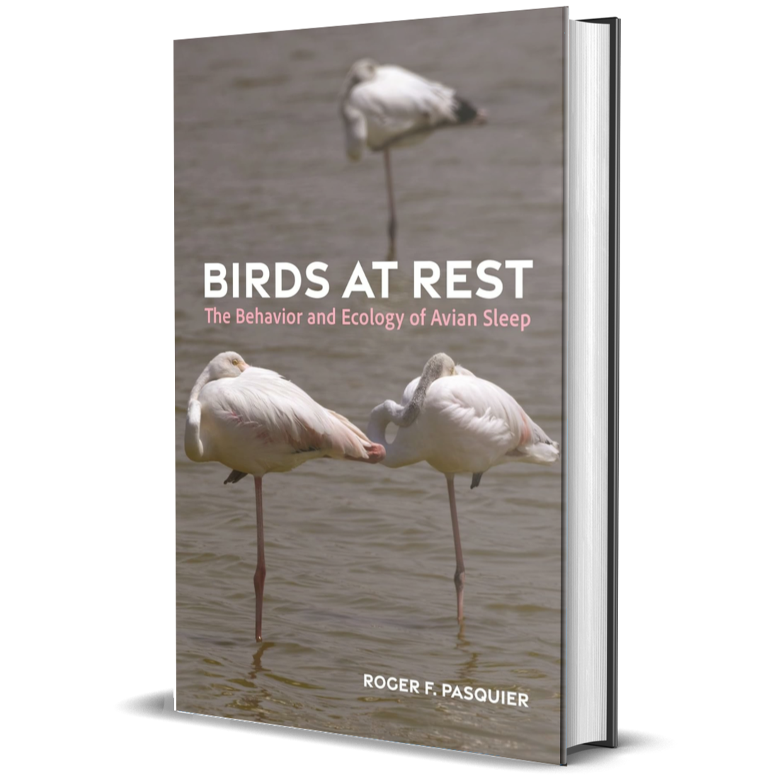 Birds at Rest: The Behavior and Ecology of Avian Sleep