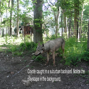 Collarum Humane Canine Capture Devices