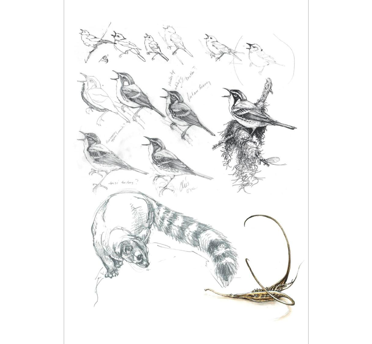 nature drawing description