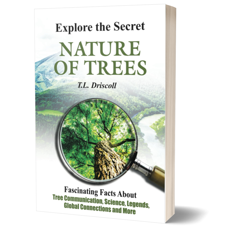 Explore The Secret Nature of Trees: Fascinating Facts About Tree Communication, Science, Legends, Global Connections and More