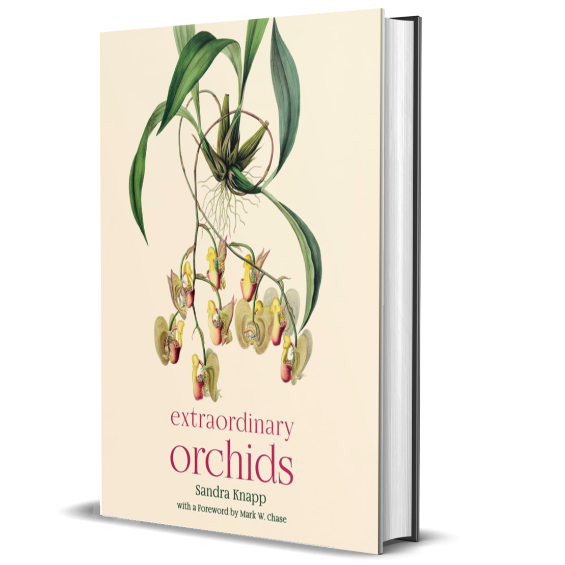 Extraordinary Orchids