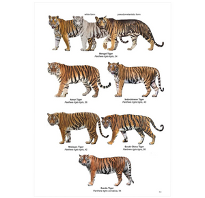 Felids and Hyenas of the World: Wildcats, Panthers, Lynx, Pumas, Ocelots, Caracals, and Relatives