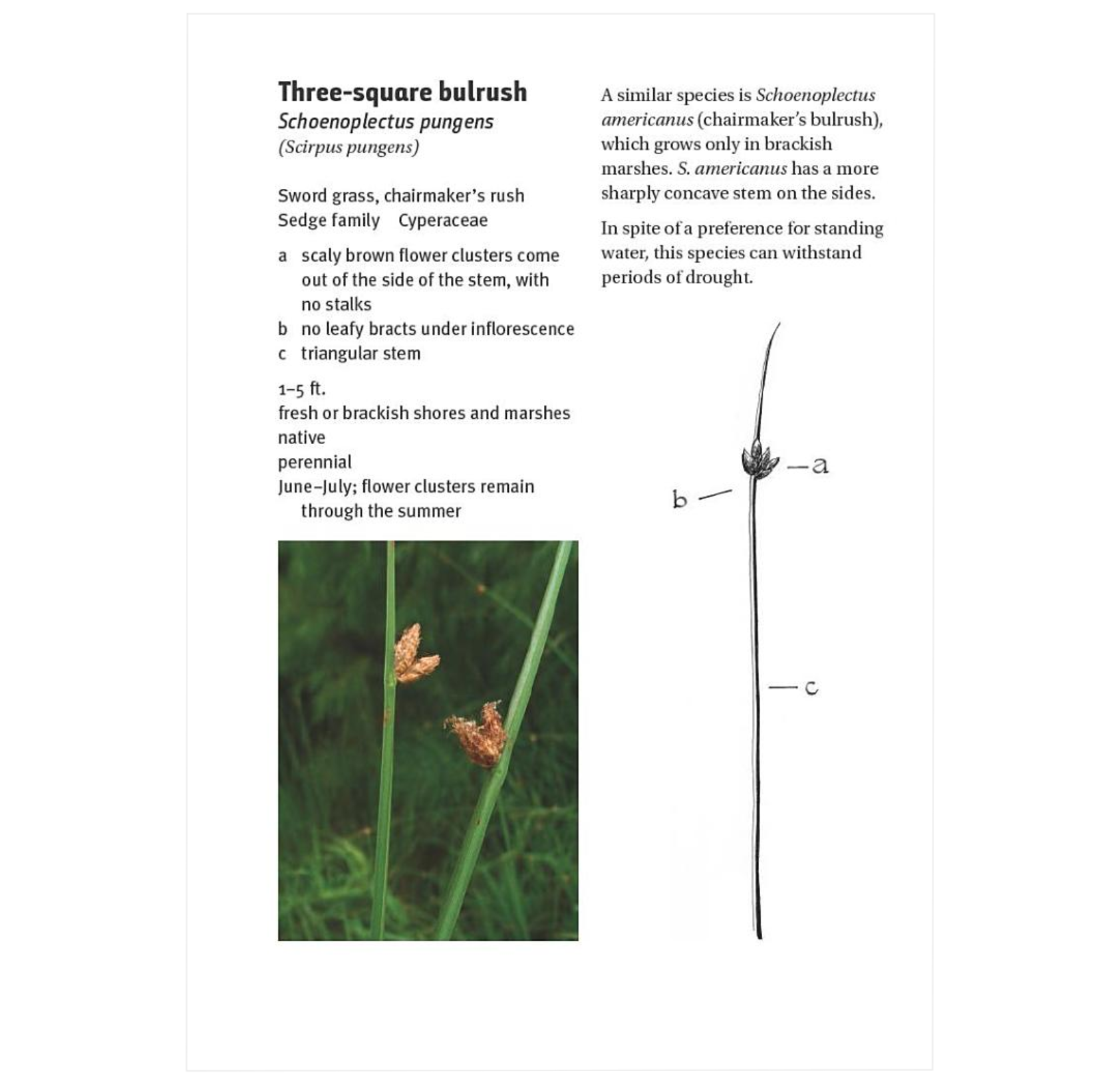 Identify Rushes Grasses, Sedges, Rushes: An Identification Guide - BIOWEB Global