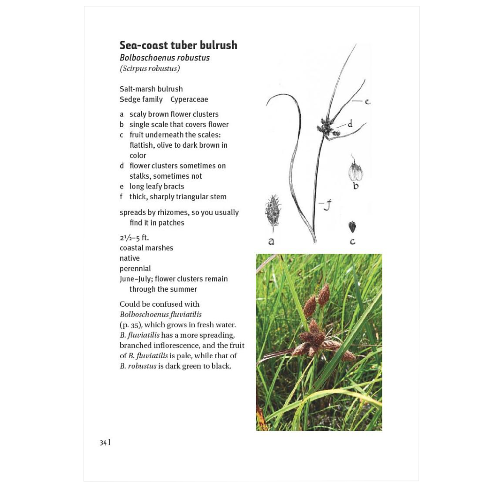 Grasses, Sedges, Rushes: An Identification Guide - BIOWEB Global