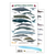 Hawaii Marine Mammal Identification Guide