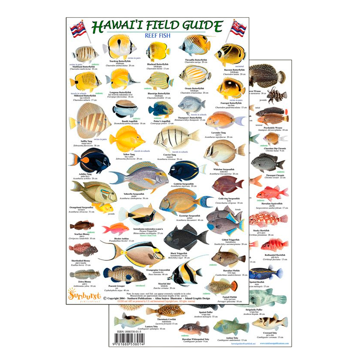 Hawaii Reef Fish #1 Identification Guide - BIOWEB USA