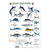 Hawaii Sport Fish Identification Guide