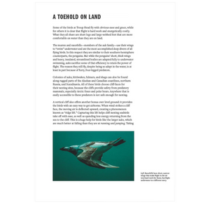 How Birds Live Together: Colonies and Communities in the Avian World