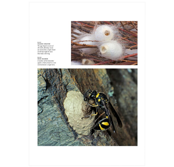 Insects Build Insect Architecture: How Insects Build, Engineer, and Shape Their Worl ...