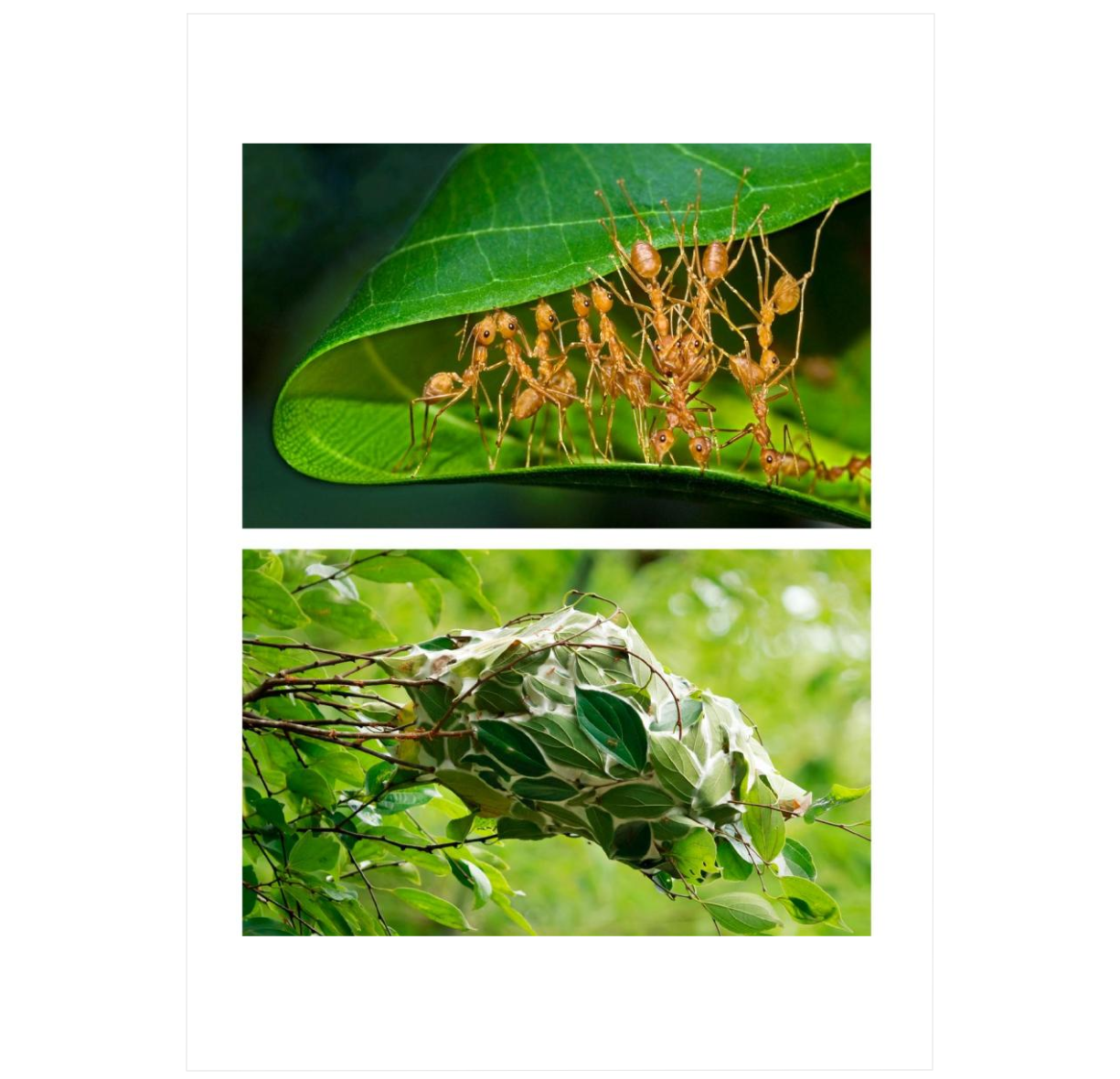 Insects Build Insect Architecture: How Insects Build, Engineer, and Shape Their Worl ...