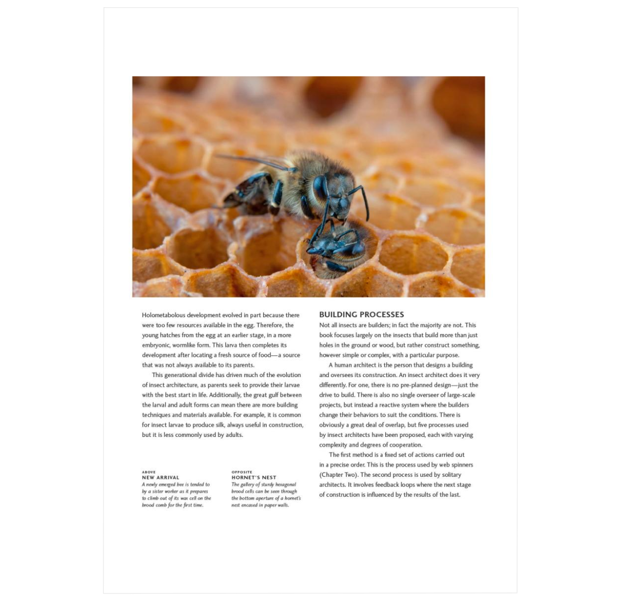 Insects Build Insect Architecture: How Insects Build, Engineer, and Shape Their Worl ...