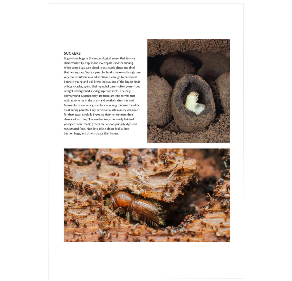 Insects Build Insect Architecture: How Insects Build, Engineer, and Shape Their Worl ...