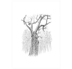 Nature's Temples: A Natural History of Old-Growth Forests Revised and Expanded