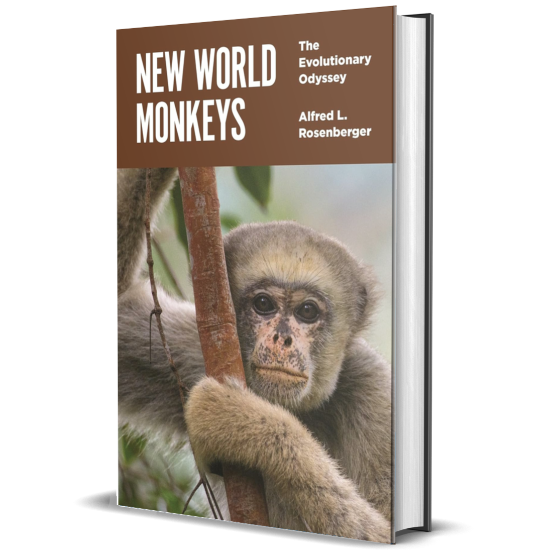 New World Monkeys: The Evolutionary Odyssey
