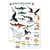 Hawaii Reef Fish #1 Identification Guide