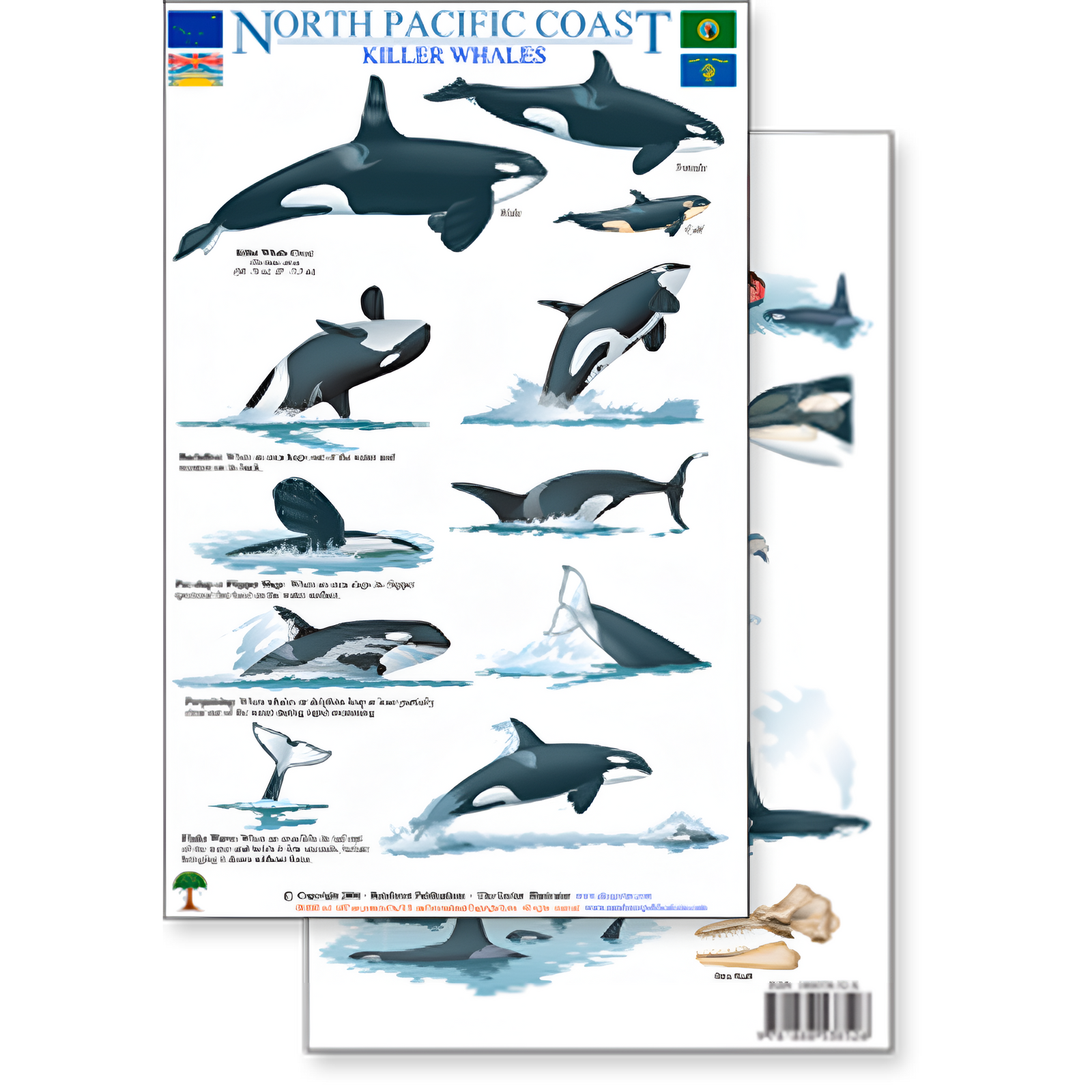 Pacific Coast Field Guides