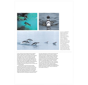 Penguins: The Ultimate Guide Second Edition