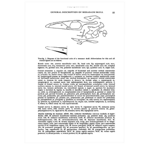 Systematics and Morphology of American Mosasaurs
