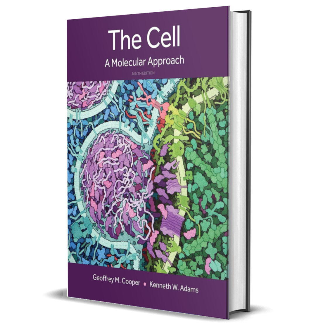 The Cell: A Molecular Approach