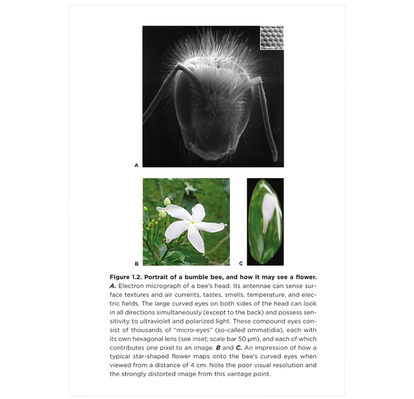 The Mind of a Bee ²⁶ - BIOWEB USA