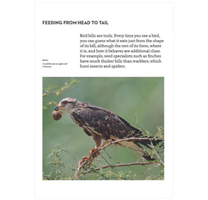 Understanding Bird Behavior: An Illustrated Guide to What Birds Do and Why