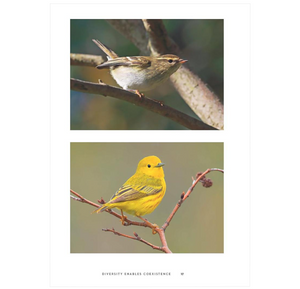 Understanding Bird Behavior: An Illustrated Guide to What Birds Do and Why