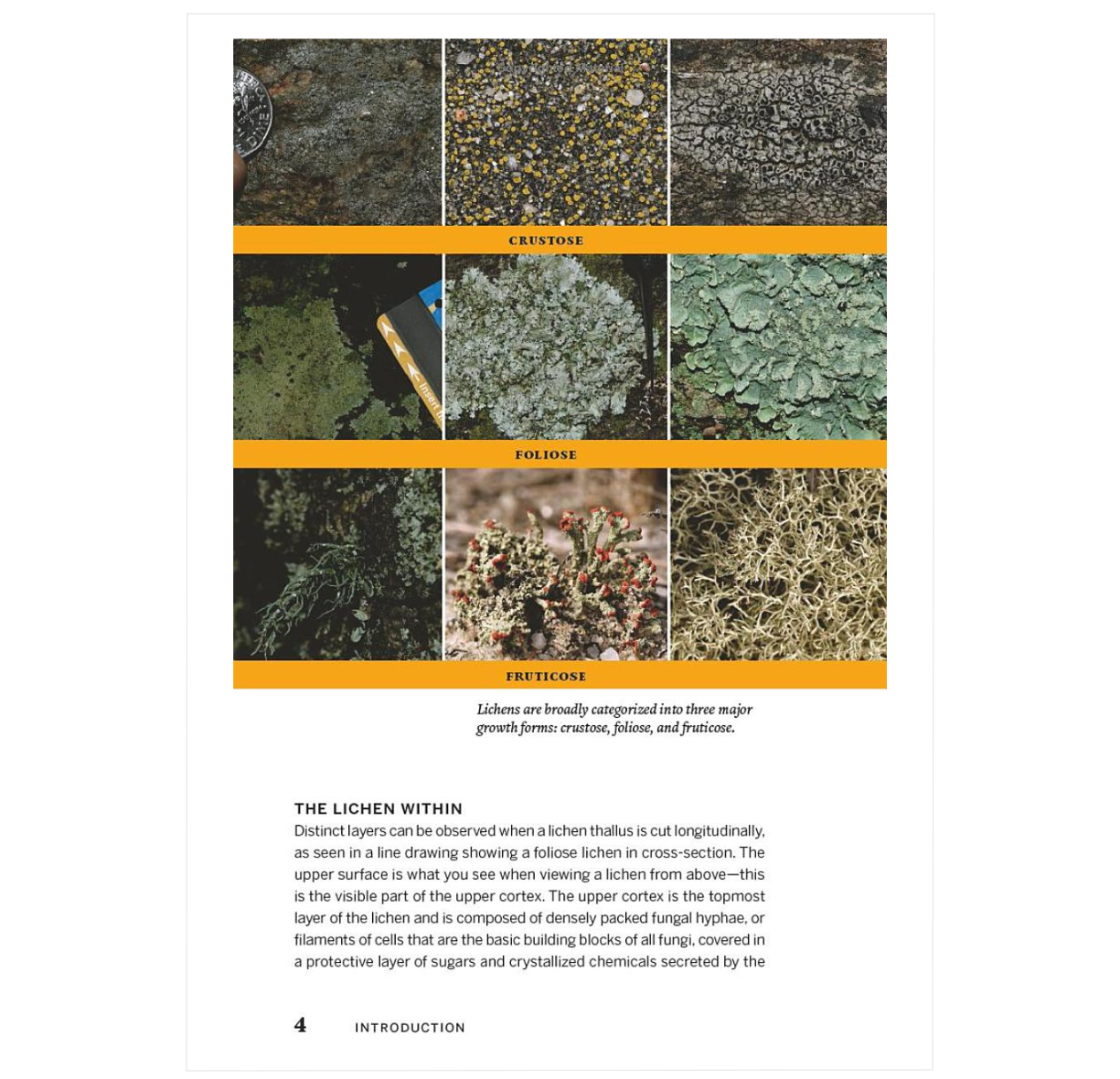 Urban Lichens: A Field Guide for Northeastern North America - BIOWEB USA