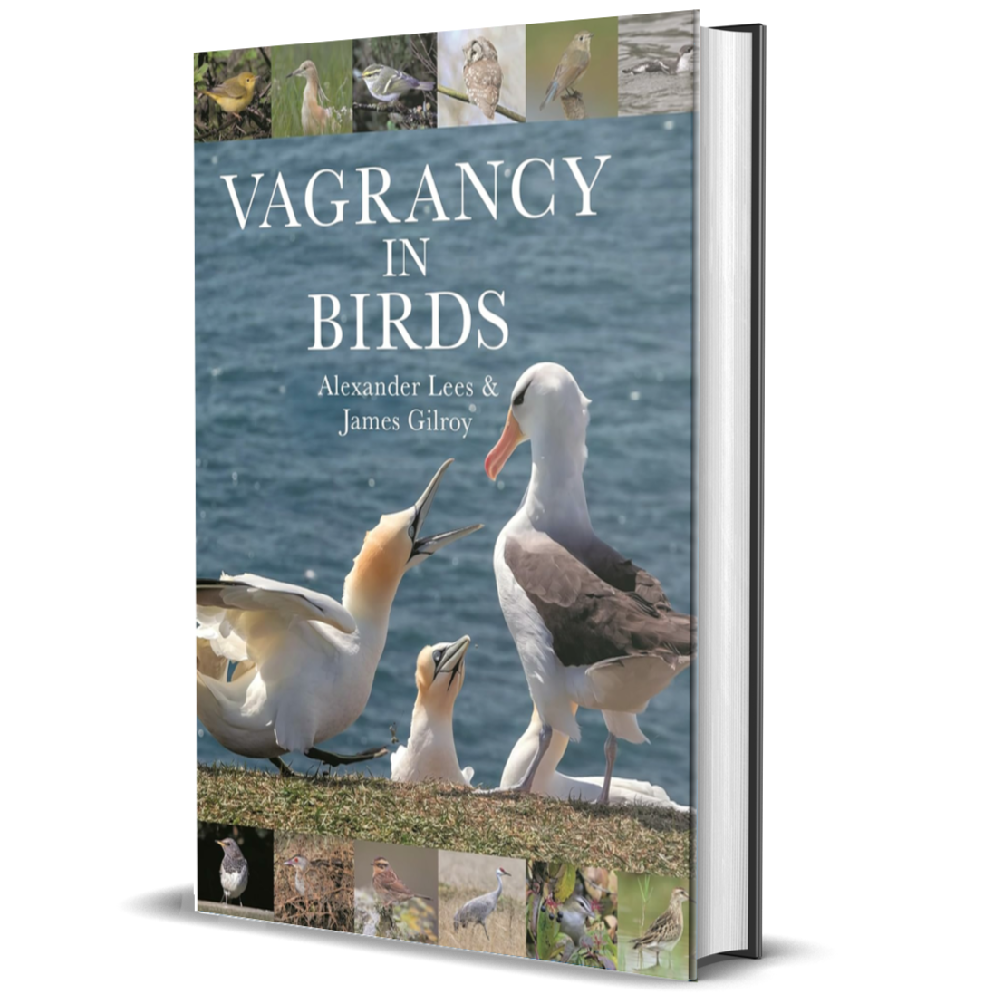 Vagrancy in Birds