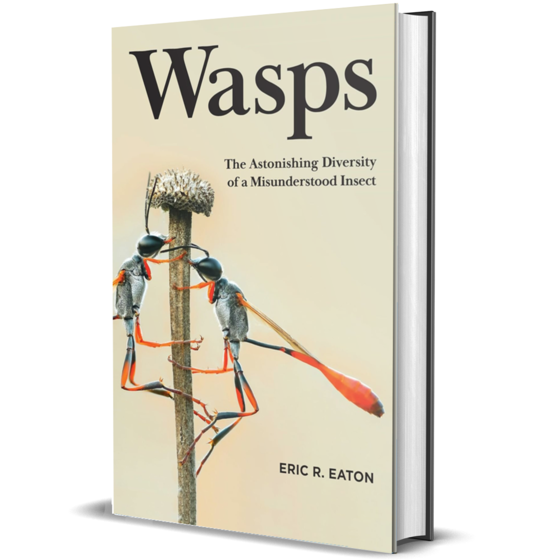 Wasps: The Astonishing Diversity of a Misunderstood Insect - BIOWEB USA